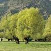 Saule jaune flavonoïde
